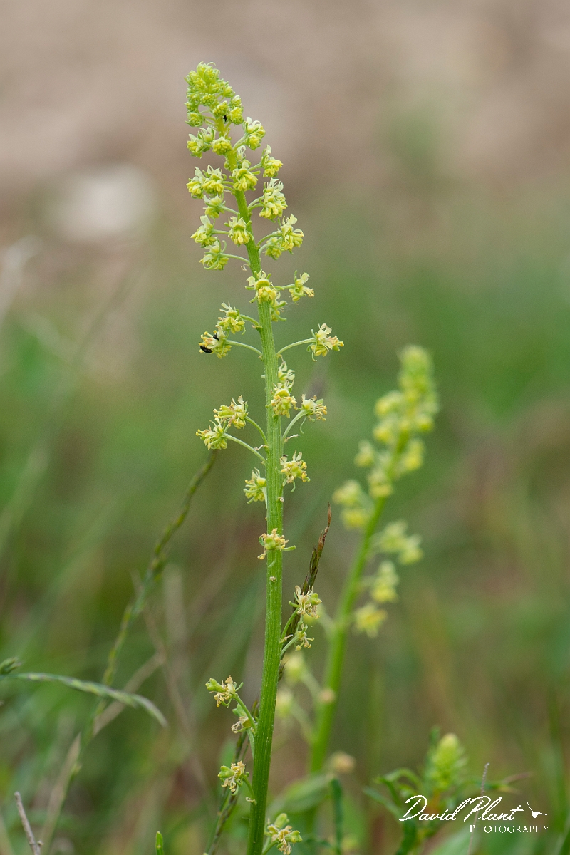 David Plant Photography - Wildlife Photography - Wild mignonette - E.JPG - Wild mignonette - Suffolk