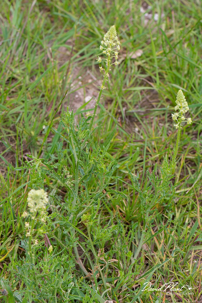 David Plant Photography - Wildlife Photography - Wild mignonette - F.JPG - Wild mignonette - Suffolk