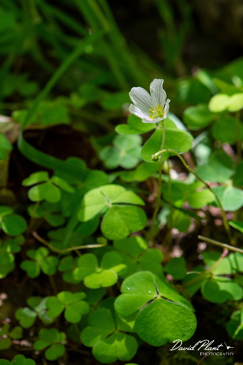 David Plant Photography - Wildlife Photography - Wood sorrel - C.JPG - Wood sorrel - Argyll