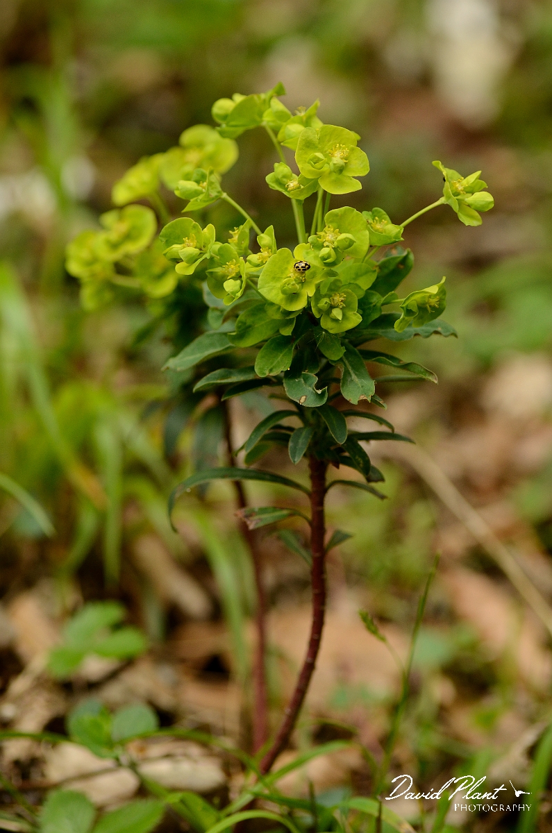 David Plant Photography - Wildlife Photography - Wood spurge - A.jpg - Wood spurge - Oxfordshire