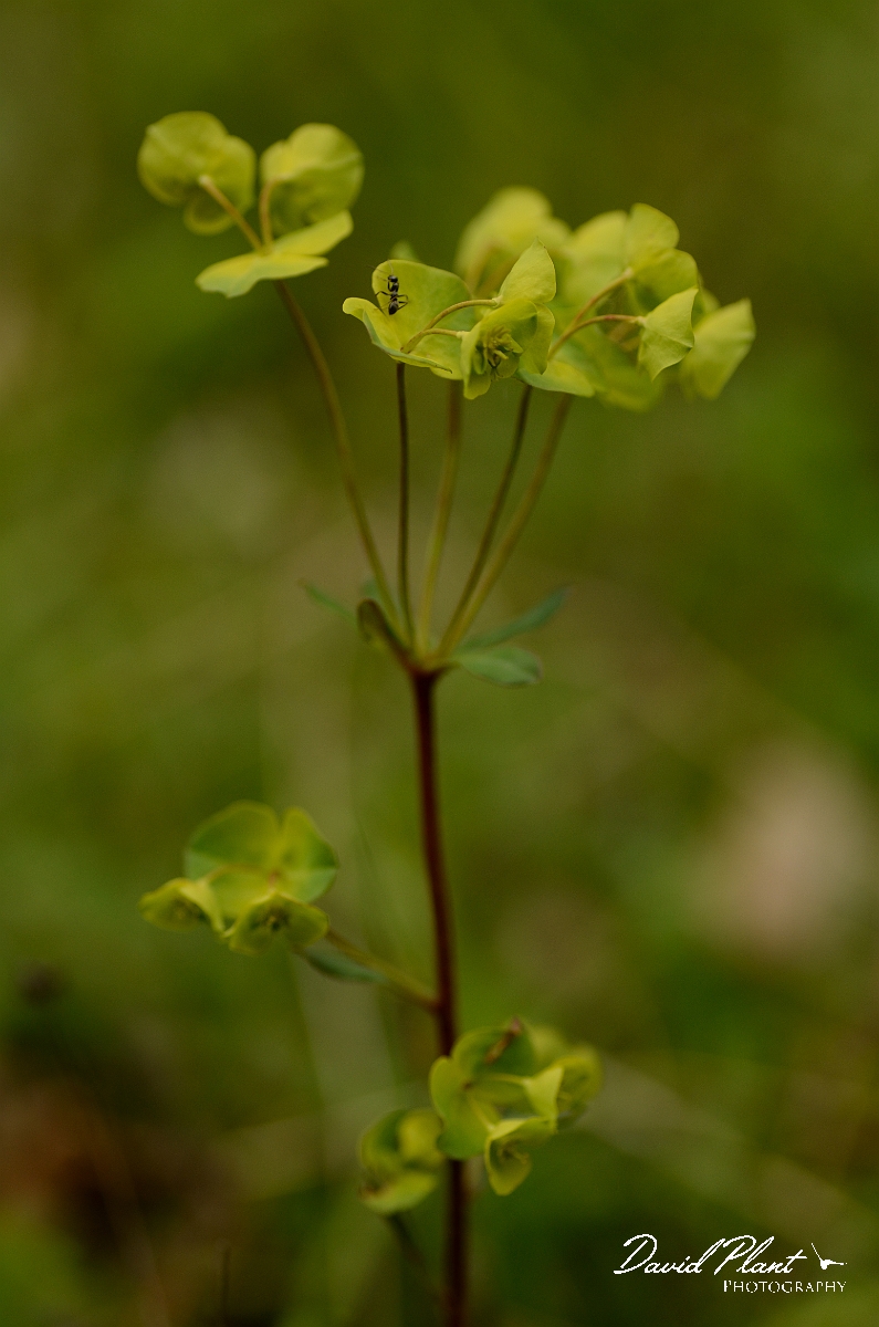 David Plant Photography - Wildlife Photography - Wood spurge - B.jpg - Wood spurge - Oxfordshire