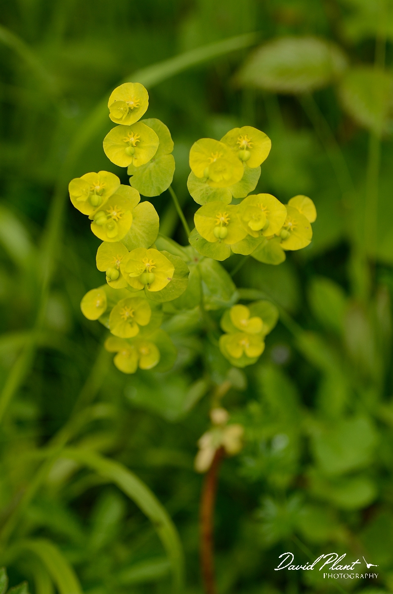 David Plant Photography - Wildlife Photography - Wood spurge - C.jpg - Wood spurge - Oxfordshire