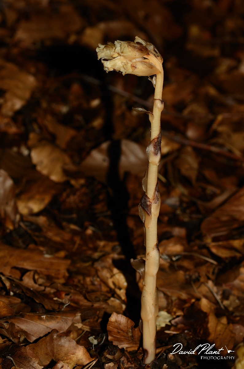 David Plant Photography - Wildlife Photography - Yellow bird's-nest - A.jpg - Yellow bird's-nest - Oxfordshire
