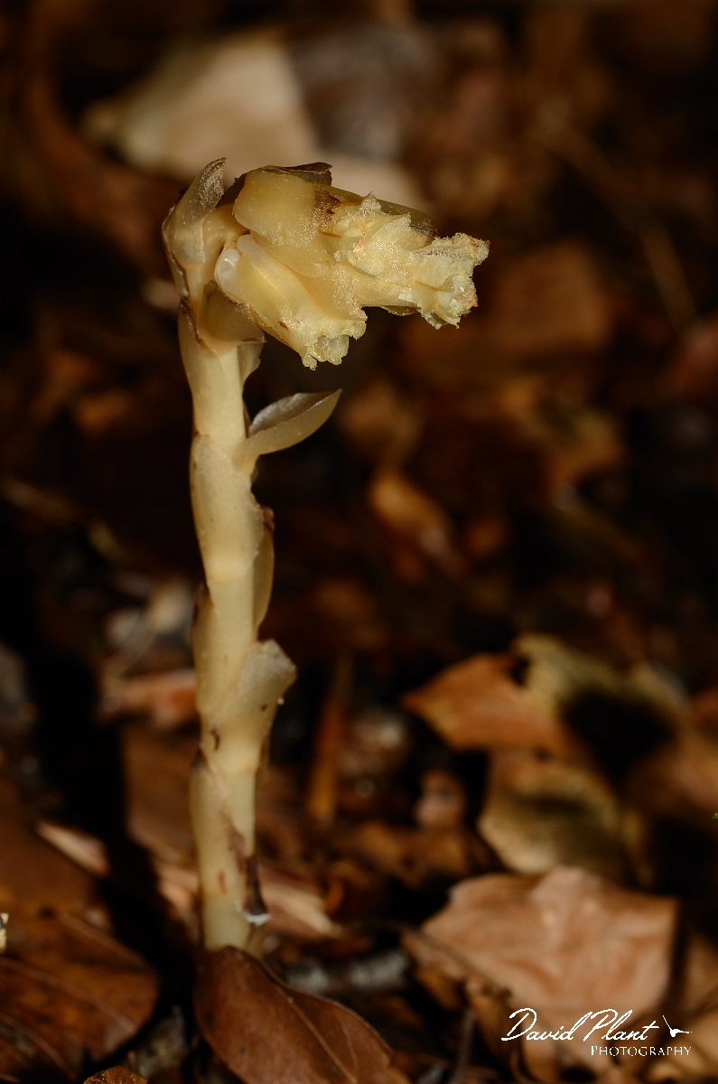 David Plant Photography - Wildlife Photography - Yellow bird's-nest - B.jpg - Yellow bird's-nest - Oxfordshire