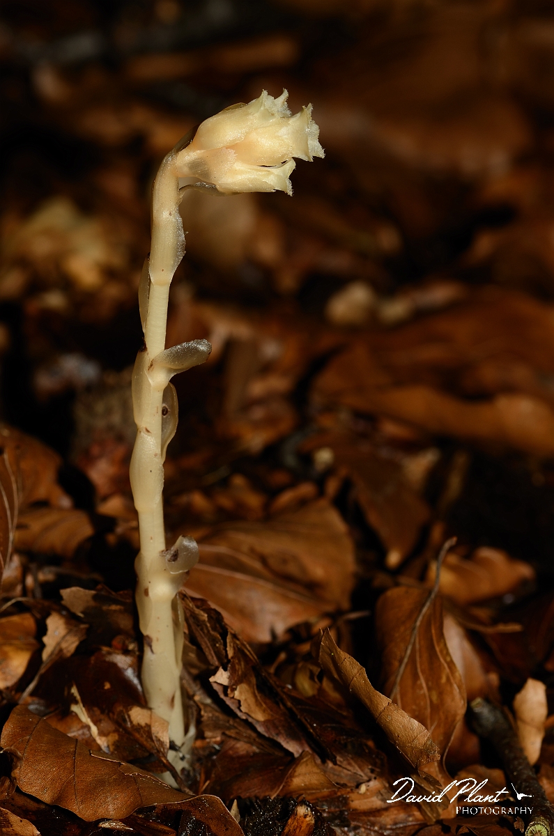 David Plant Photography - Wildlife Photography - Yellow bird's-nest - C.jpg - Yellow bird's-nest - Oxfordshire