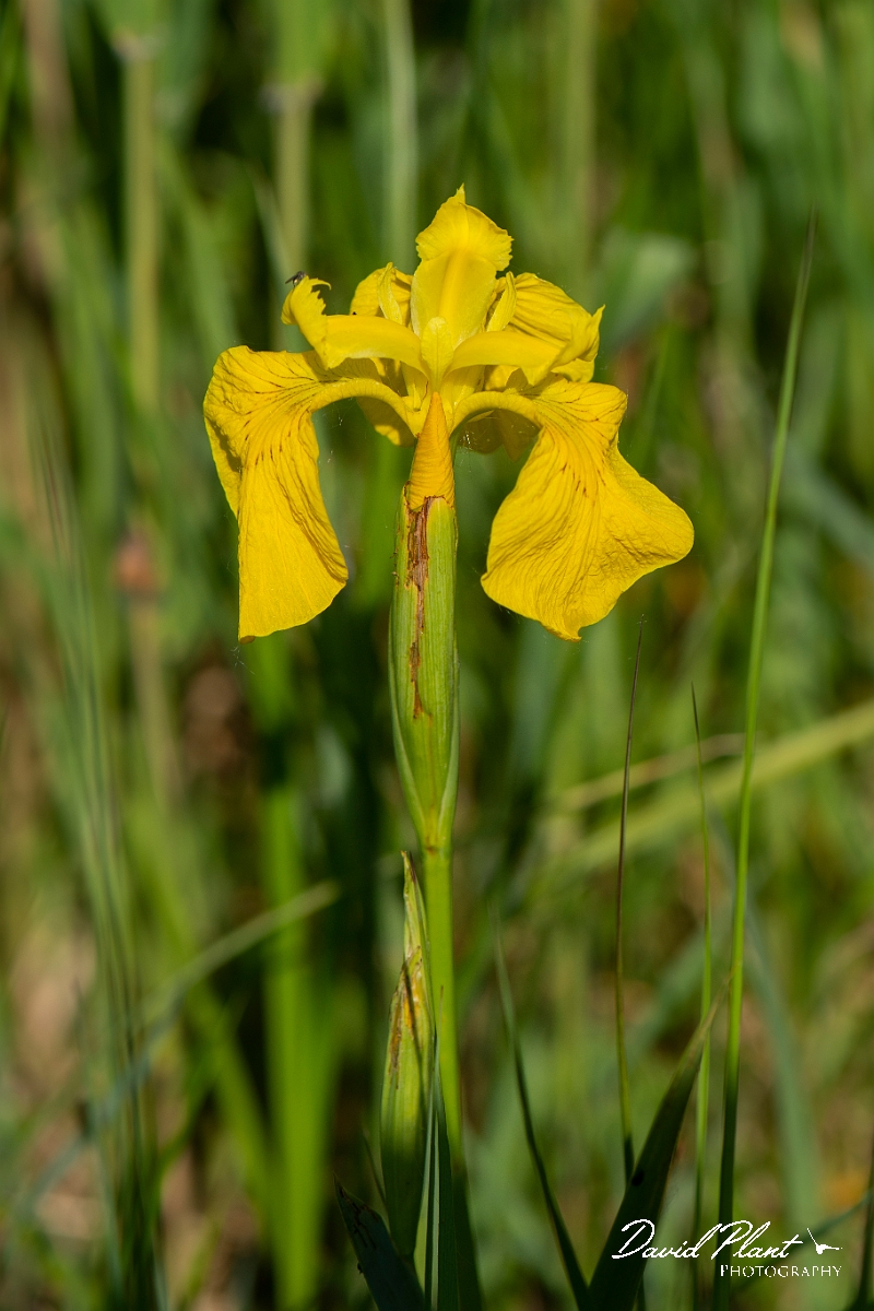 David Plant Photography - Wildlife Photography - Yellow iris - C.JPG - Yellow iris - Cambridgeshire