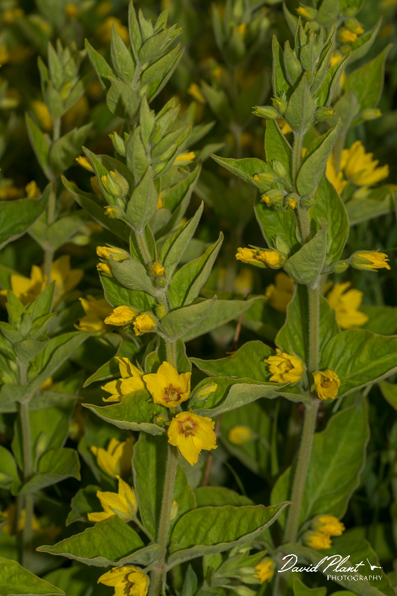 David Plant Photography - Wildlife Photography - Yellow loosestrife - A.jpg - Yellow loosestrife - Caithness