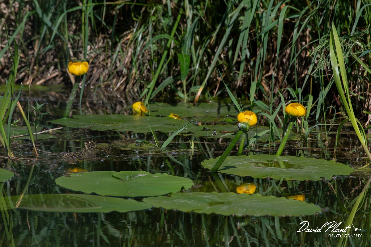 David Plant Photography - Wildlife Photography - Yellow water-lily - A.JPG - Yellow water-lily - Cambridgeshire