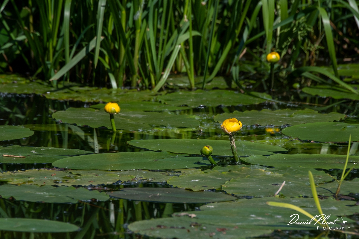 David Plant Photography - Wildlife Photography - Yellow water-lily - B.JPG - Yellow water-lily - Cambridgeshire