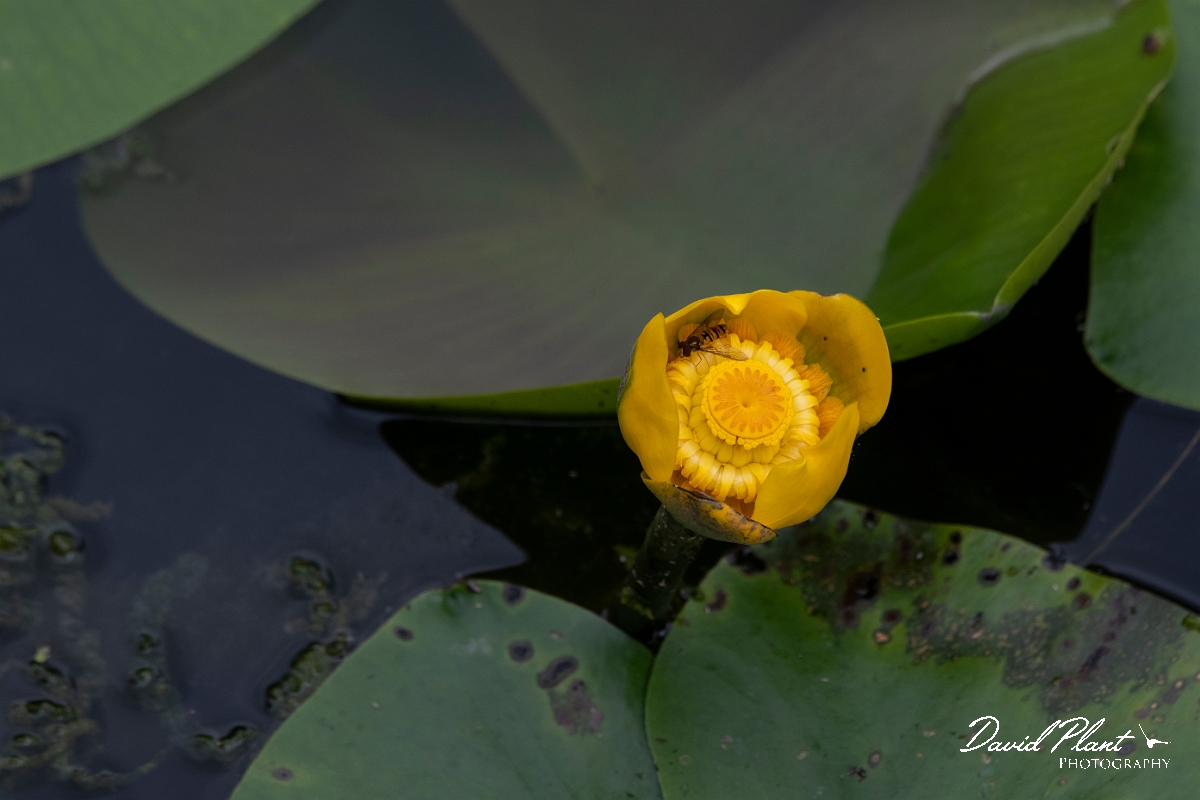 David Plant Photography - Wildlife Photography - Yellow water-lily - D.JPG - Yellow water-lily - Cambridgeshire