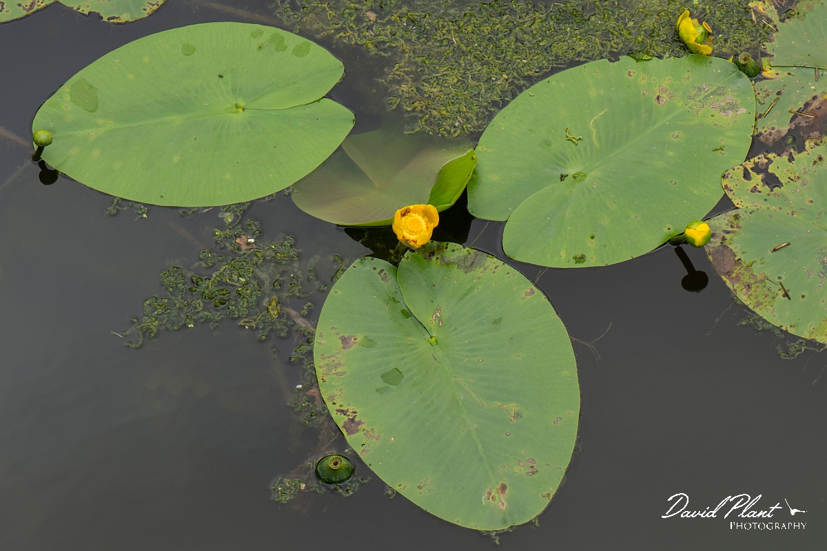 David Plant Photography - Wildlife Photography - Yellow water-lily - E.JPG - Yellow water-lily - Cambridgeshire