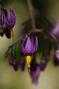 David Plant Photography - Wildlife Photographer - Bittersweet - A