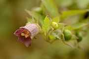 David Plant Photography - Wildlife Photographer - Deadly nightshade - B