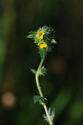 David Plant Photography - Wildlife Photographer - Fiddleneck - B