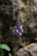 David Plant Photography - Wildlife Photographer - Purple toadflax - A