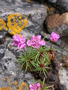 David Plant Photography - Wildlife Photographer - Thrift - A