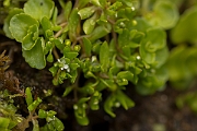 David Plant Photography - Wildlife Photography - Blinks - A