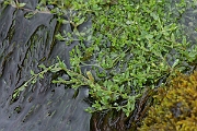 David Plant Photography - Wildlife Photography - Blinks - B