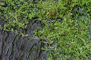 David Plant Photography - Wildlife Photography - Blinks - C