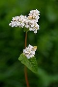 David Plant Photography - Wildlife Photography - Buckwheat - B