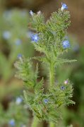 David Plant Photography - Wildlife Photography - Bugloss - A