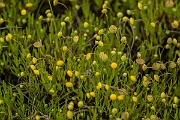 David Plant Photography - Wildlife Photography - Buttonweed - A