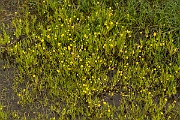 David Plant Photography - Wildlife Photography - Buttonweed - B
