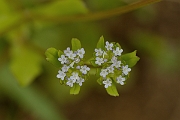 David Plant Photography - Wildlife Photography - Common cornsalad - A