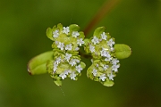 David Plant Photography - Wildlife Photography - Common cornsalad - B