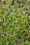 David Plant Photography - Wildlife Photography - Common cornsalad - C