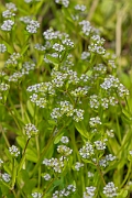 David Plant Photography - Wildlife Photography - Common cornsalad - D