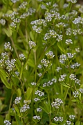 David Plant Photography - Wildlife Photography - Common cornsalad - E