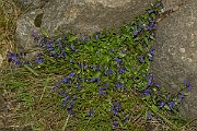 David Plant Photography - Wildlife Photography - Common milkwort - C