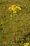 David Plant Photography - Wildlife Photography - Common ragwort - A