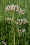 David Plant Photography - Wildlife Photography - Common valerian - B