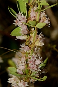 David Plant Photography - Wildlife Photography - Dodder - B
