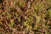 David Plant Photography - Wildlife Photography - Dodder - C