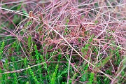 David Plant Photography - Wildlife Photography - Dodder - F
