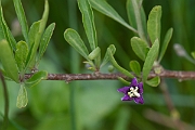 David Plant Photography - Wildlife Photography - Duke of Argyll's teaplant - A