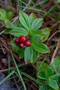 David Plant Photography - Wildlife Photography - Dwarf cornel - A