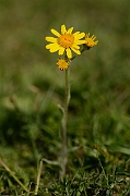 David Plant Photography - Wildlife Photography - Field fleawort - B