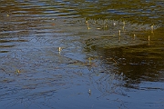 David Plant Photography - Wildlife Photography - Floating bur-reed - A