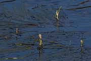 David Plant Photography - Wildlife Photography - Floating bur-reed - B