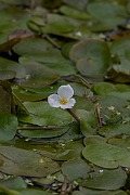 David Plant Photography - Wildlife Photography - Frogbit - B