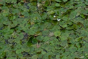 David Plant Photography - Wildlife Photography - Frogbit - D