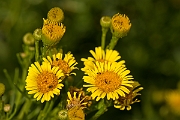 David Plant Photography - Wildlife Photography - Golden samphire - A