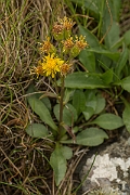David Plant Photography - Wildlife Photography - Goldenrod - A