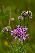 David Plant Photography - Wildlife Photography - Greater knapweed - A