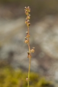 David Plant Photography - Wildlife Photography - Marsh arrowgrass - A