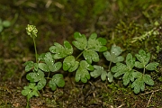 David Plant Photography - Wildlife Photography - Moshcatel - A